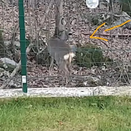 Birdsong Getaway * Jurdani