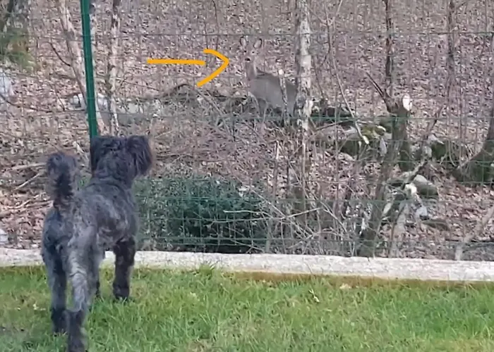 Appartamento Birdsong Getaway A Peaceful, Pet-friendly Base For Exploring *